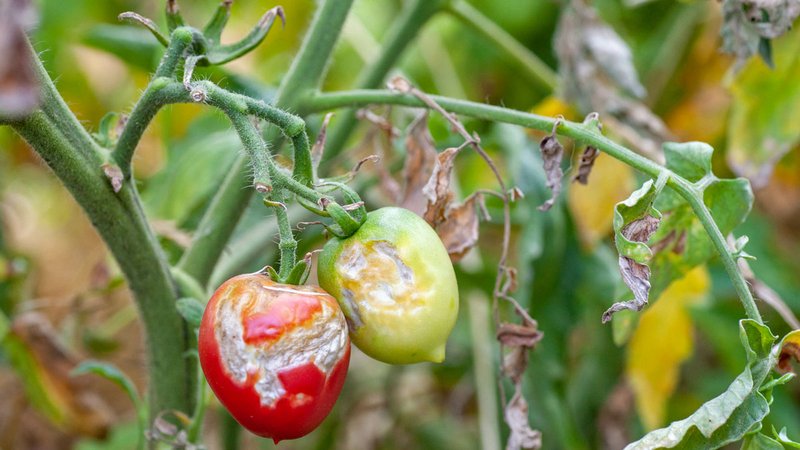 Pflanzenkrankheiten Garten, Tomaten mit Blütenendfäule