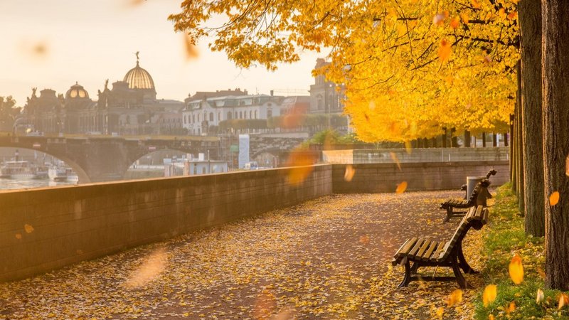 Goldener Herbst in Dresden an der Elbe.