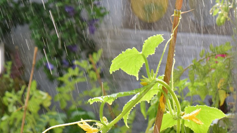 Garten zu viel Regen, eine Tomatenpflanze im Regen