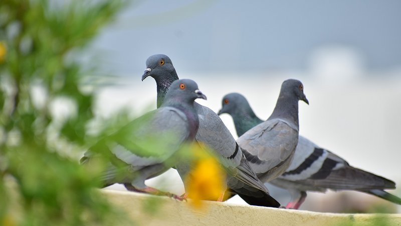 Tauben auf Balkon oder Terasse? Mit einfachen Tricks kannst du sie abwehren.