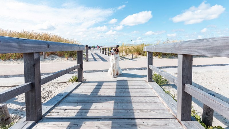 Hunde lieben die Ostsee