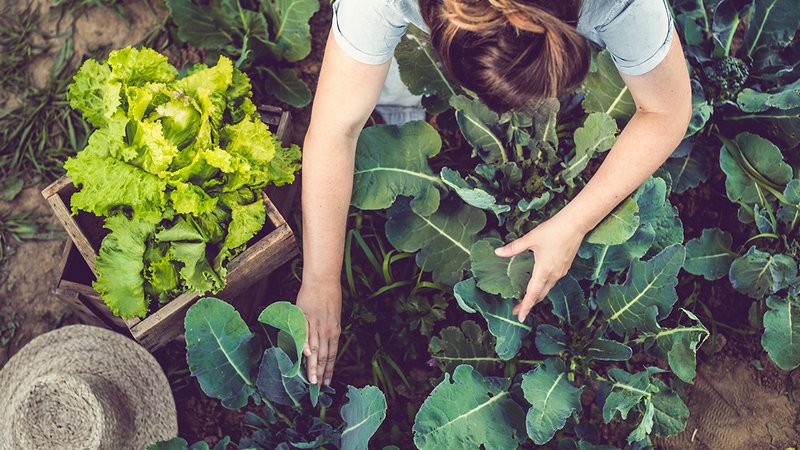 Nutzgarten anlegen, Frau erntet Gemüse