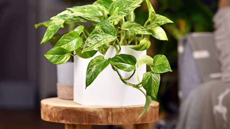 Pflanzen ohne Sonne innen, eine Efeutute