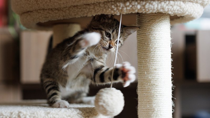 Eine Katze spielt am Kratzbaum