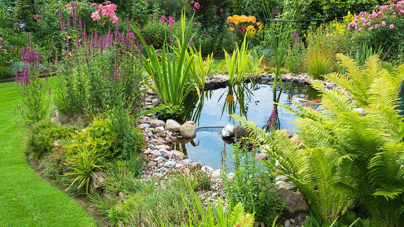 Naturteich in einem Naturgarten