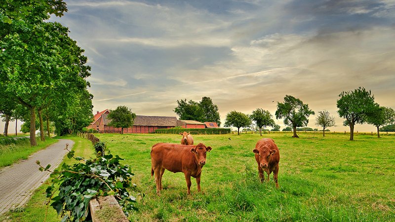 Sommerhaus mieten, idyllisches Haus im Vordergrund Kühe