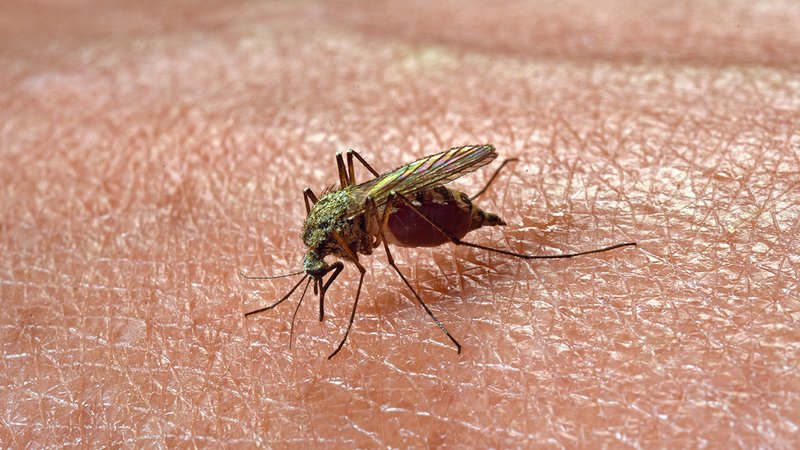 Eine Mücke auf dem Arm einer Person.