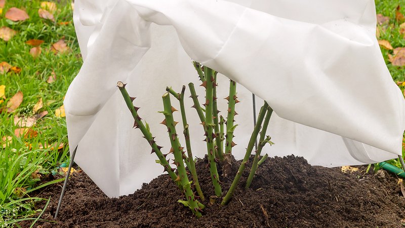 Frostschutz Pflanzen, ein Vlies schützt eine Rosenpflanze vor Frost