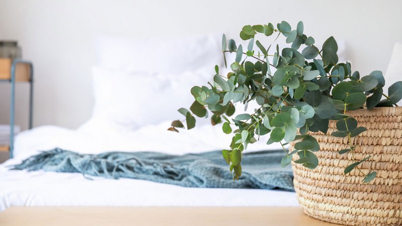 Eukalyptus, Eukalyptus im Schlafzimmer