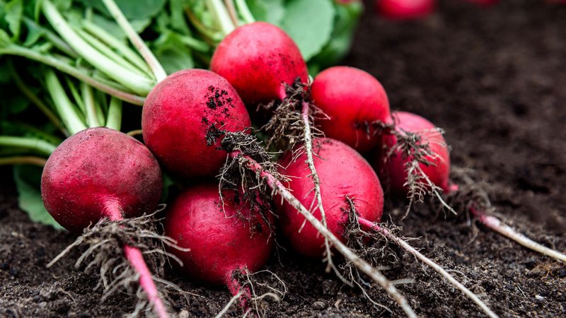 Frische, knackige Radieschen – ein gesunder Genuss direkt vom Feld! Foto stock.adobe.com / Natalia