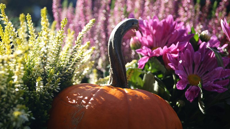 Ganzjährig Blumen, Herbstblumen und ein Kürbis