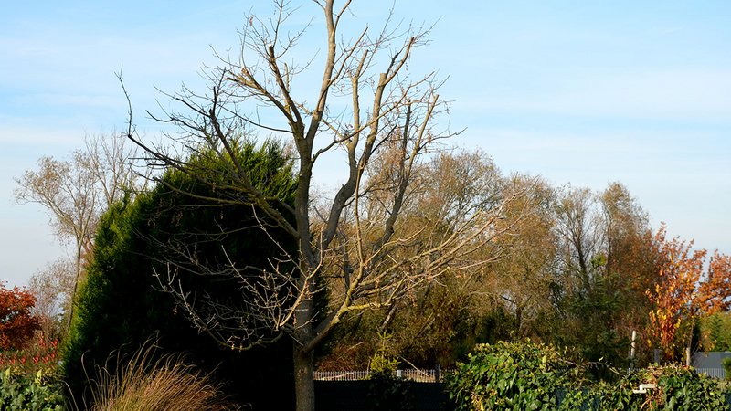 Einige heimische Bäume sterben aufgrund des Klimawandels. Ist auch dein Garten betroffen?