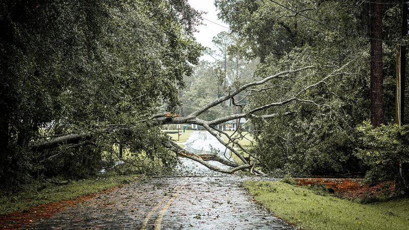 Hurrikan, Straße mit umgestürztem Baum