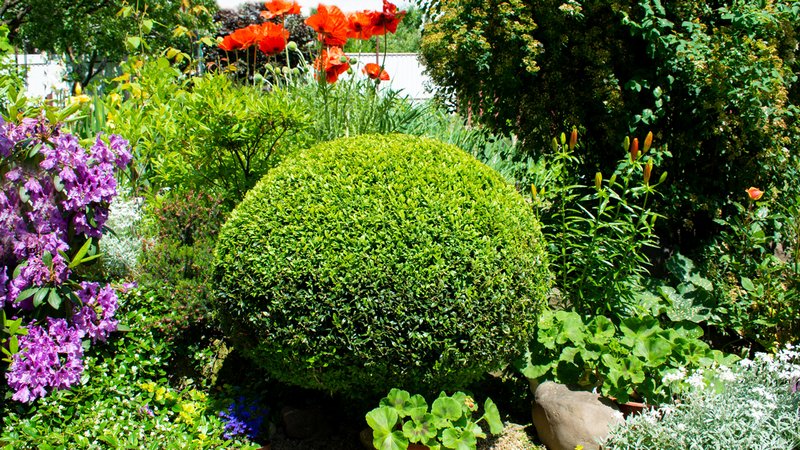 Buchsbaum im Garten