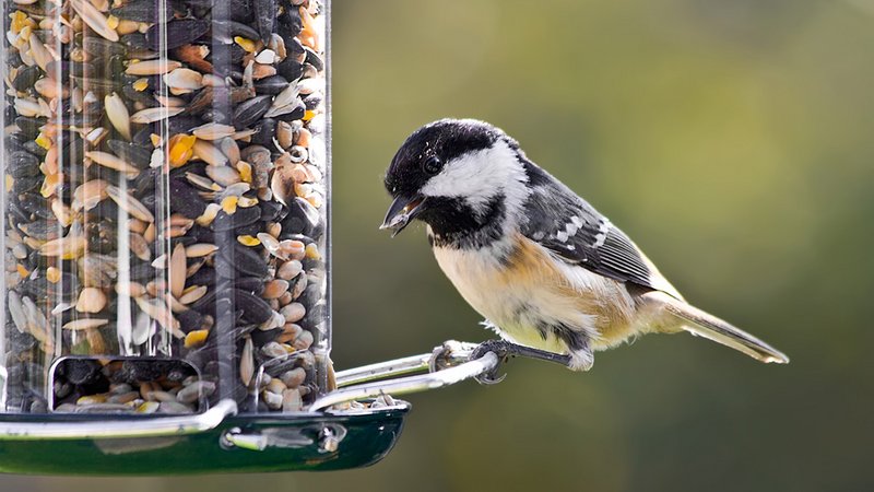 Vogelfutter Tipps, Meise am Futterspender