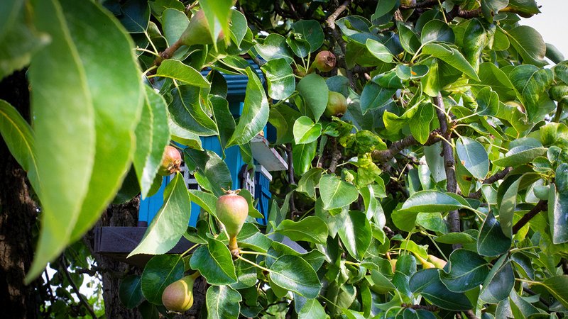 Ein Birnenbaum, der Sichtschutz liefert
