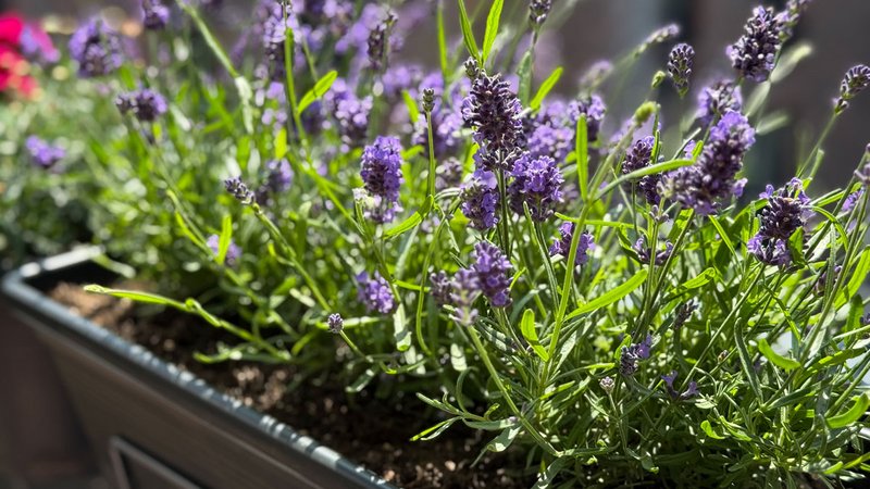 5 Pflanzen für den Südbalkon, Lavendel