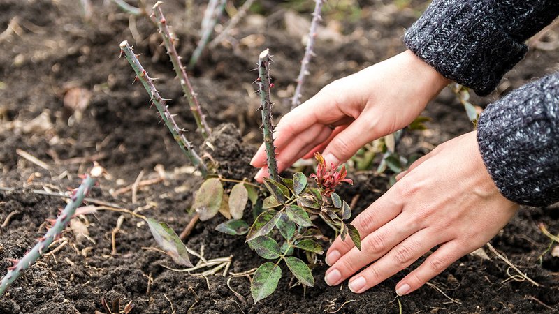 Pflanzzeit Herbst, Gärtner setzt Pflanze im Herbst