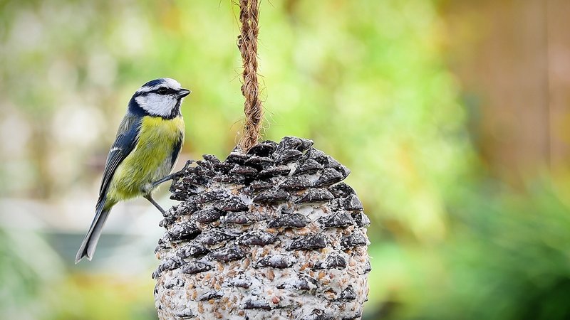 Vögel füttern ganzes Jahr, Blaumeise sitzt an einem Futterzapfen aus Samen und Fett