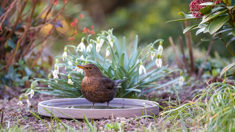 Die Dürre lässt Tiere dursten.