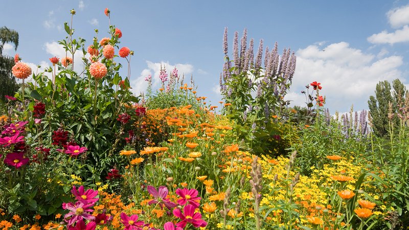 Ein Bbienenfreundlicher Garten ohne Mühe - trotz Klimawandel
