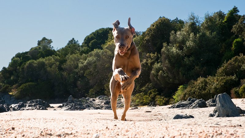 Hunde lieben Strände. iStock.com / Veronica Masserdotti