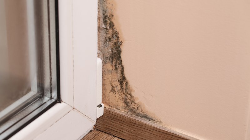Schimmel an der Wand