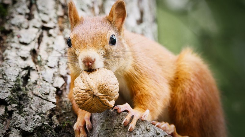 Eichhörnchen im Garten, Eichhörnchen mit Nuss im Garten
