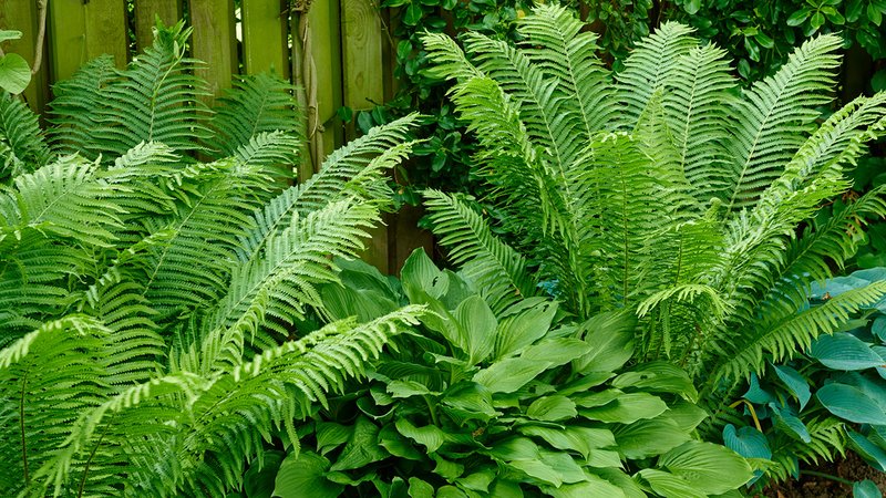 Pflanzen ohne Sonne außen, ein Farn