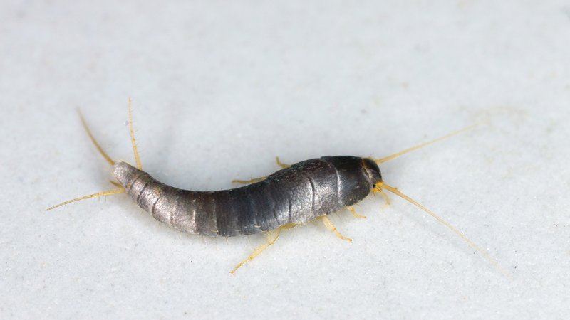 Ein Silberfisch in Nahaufnahme