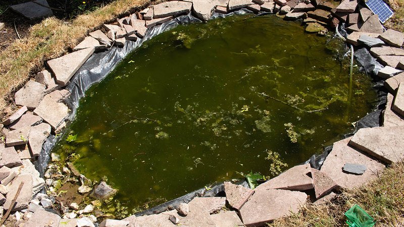 Gartenteich mit Algen