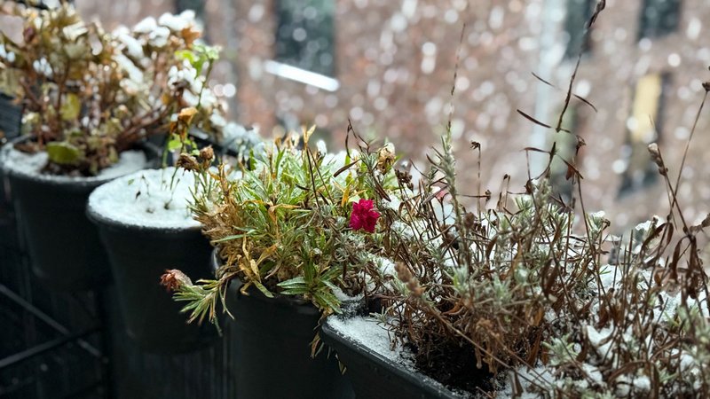 Balkon Fehler, Balkonpflanzen bei Schnee und Frost