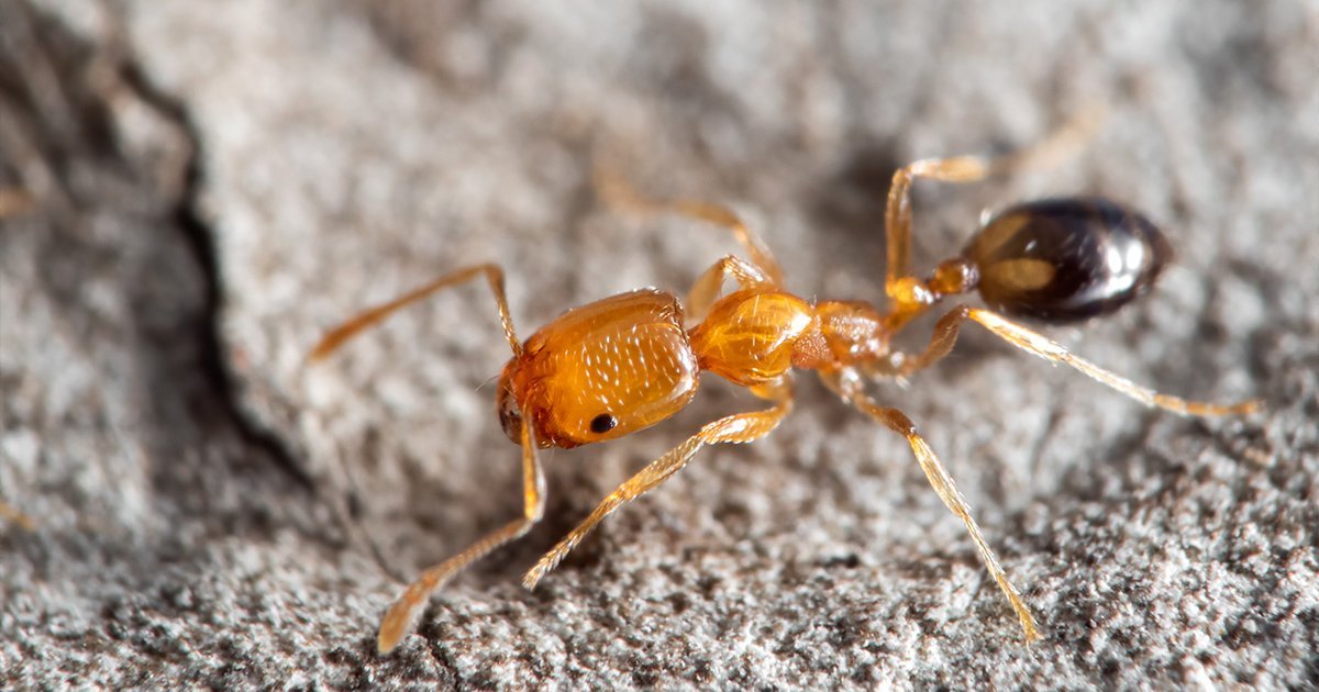 Kleine Eindringlinge, große Gefahr Warum invasive Arten jetzt auch in deutschen Haushalten zur Bedrohung werden können