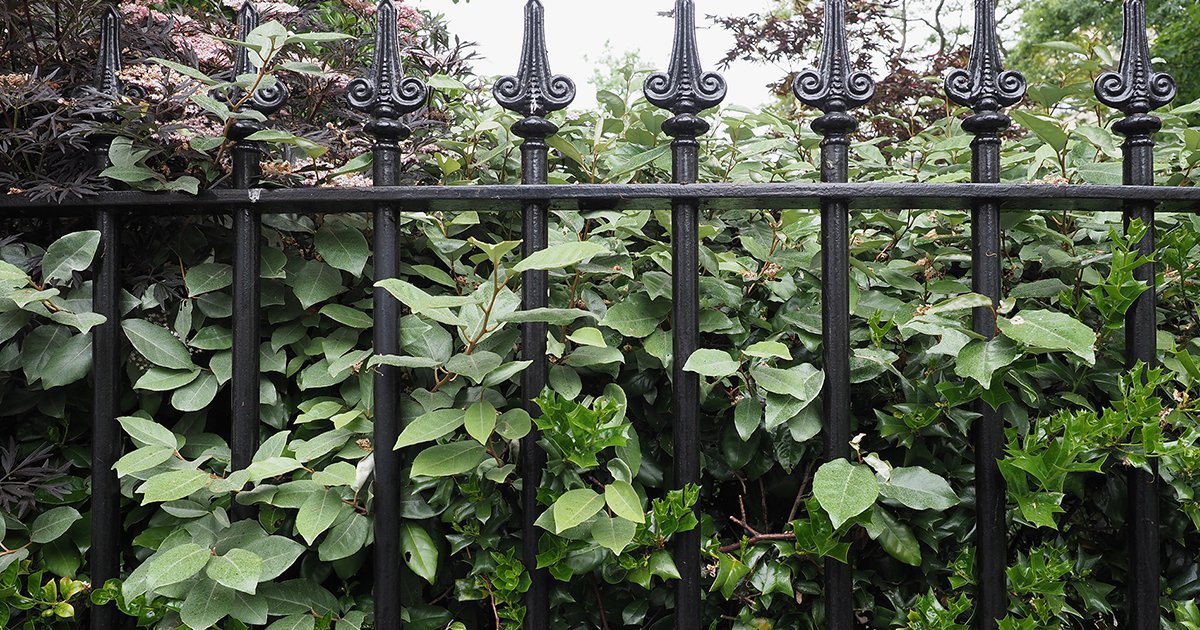 Grenzbepflanzung leicht gemacht Abstände je Bundesland