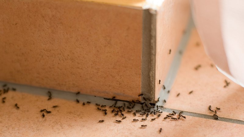 Wie du mit Salz gegen Ameisen vorgehen kannst.