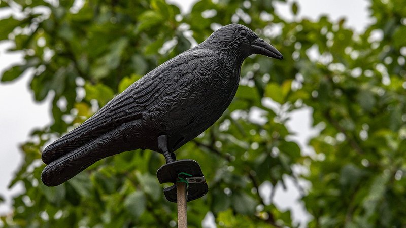 Vögel fernhalten Balkon und Terrasse