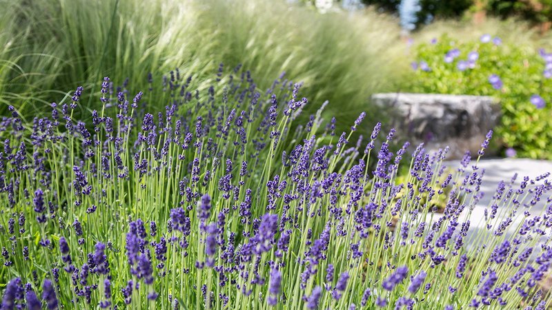 Kein Herbstrückschnitt, Lavendel