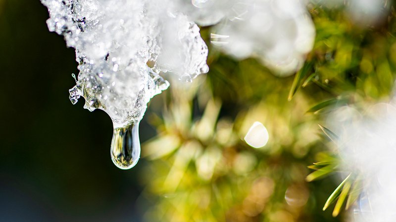 Schnee schmilzt Pflanzen