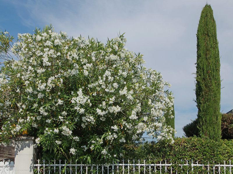 Grenzbepflanzung, Baum, Garten
