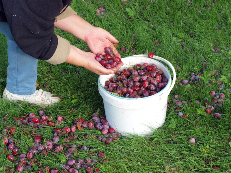 Grenzbepflanzung, Fallobst