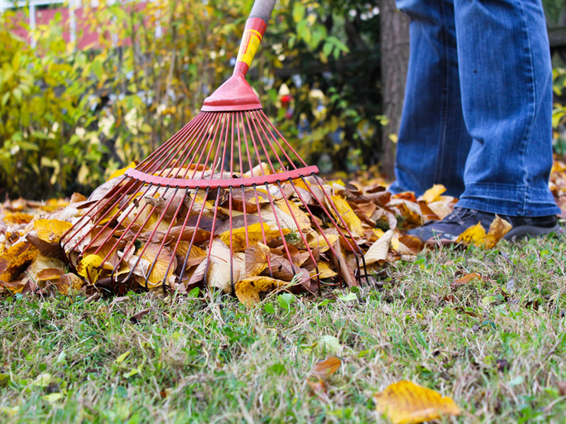 Grenzbepflanzung, Laub