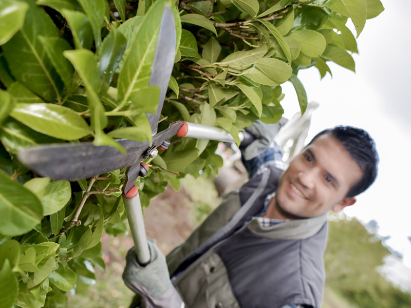 Grenzbepflanzung, Hecke
