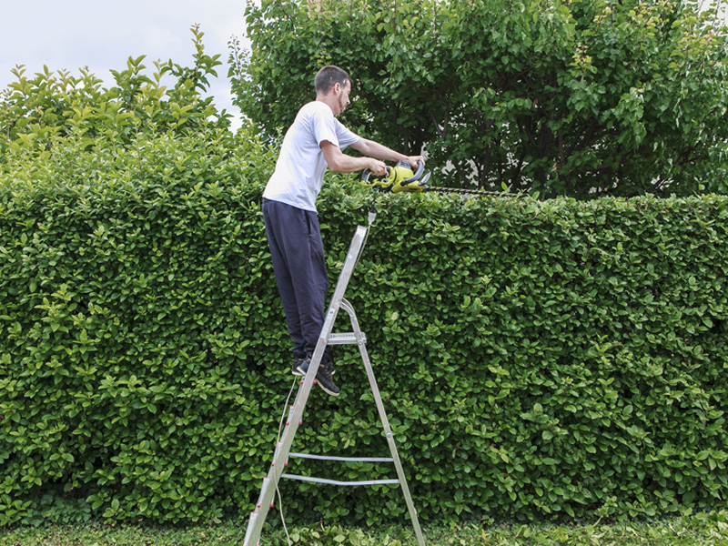 Grenzbepflanzung, Hecke schneiden