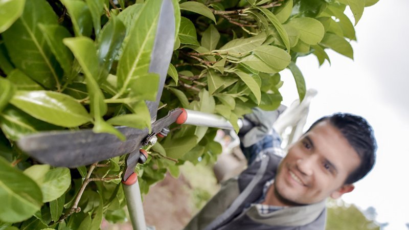 Grenzbepflanzung, Hecke