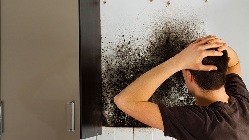 Schimmel, Mietwohnung